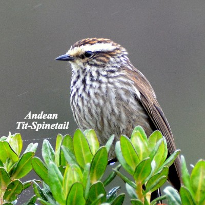 Andean Tit-spinetail